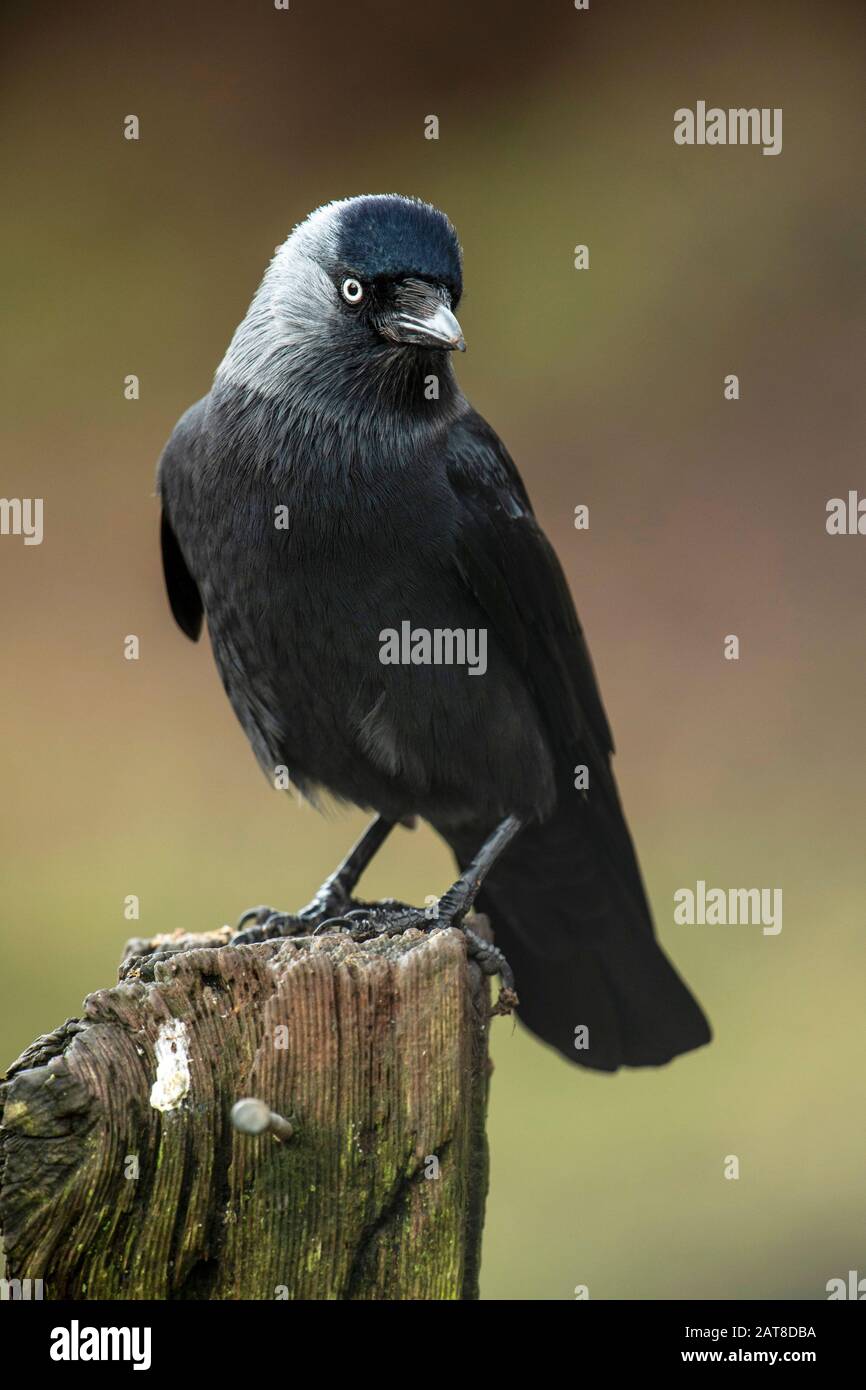 Jackdaw (Corvus monedula ) sitting on a post, looking at camera Stock Photo
