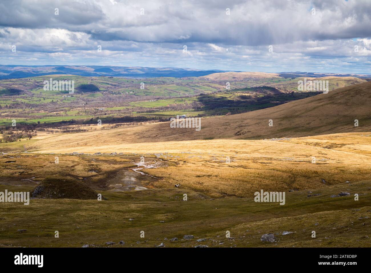 A landscape photograph taken in the Brecon Beacons. Within the wide vista is a single horse grazing the rough pasture. Stock Photo