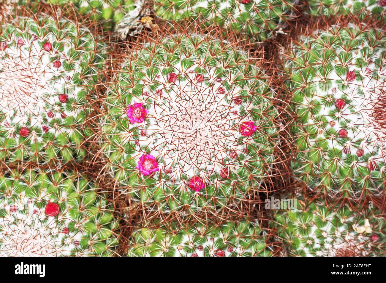 Kaktus mammillaria spinosissima Stock Photo