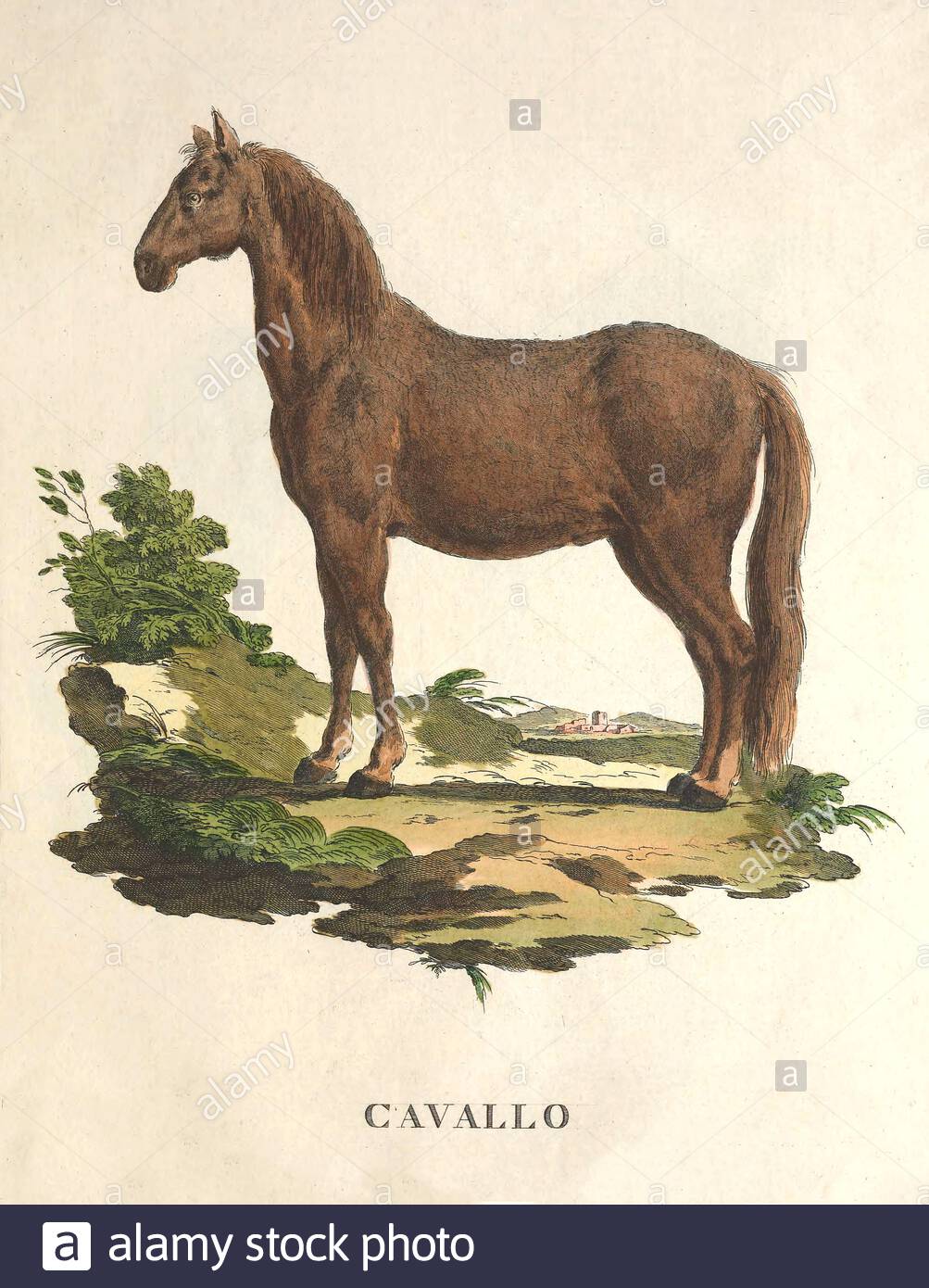 Horse, vintage colour illustration from 1771 Stock Photo