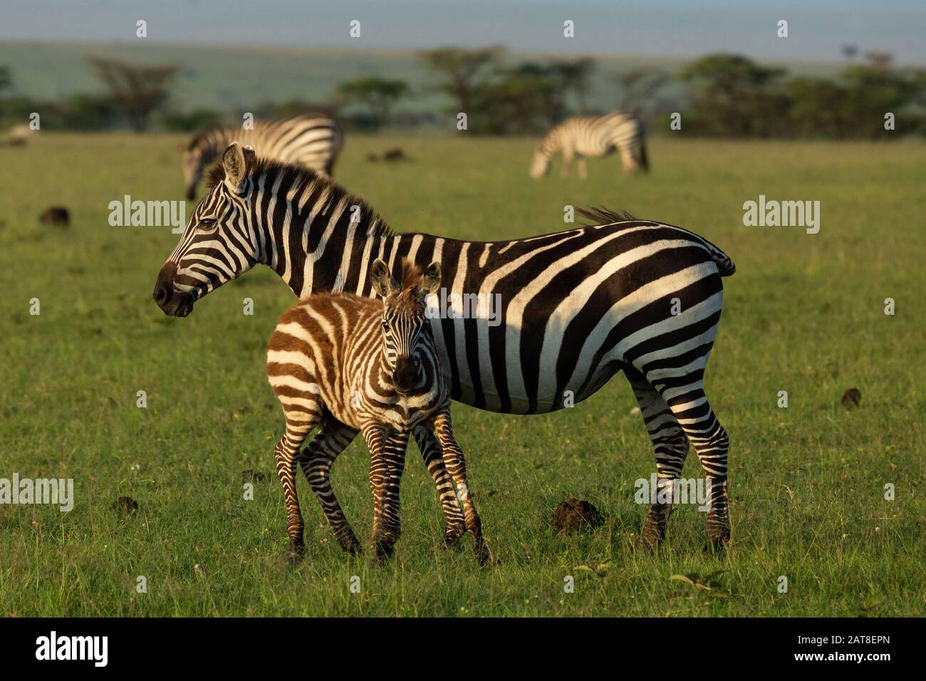 zebra on the savannah Stock Photo