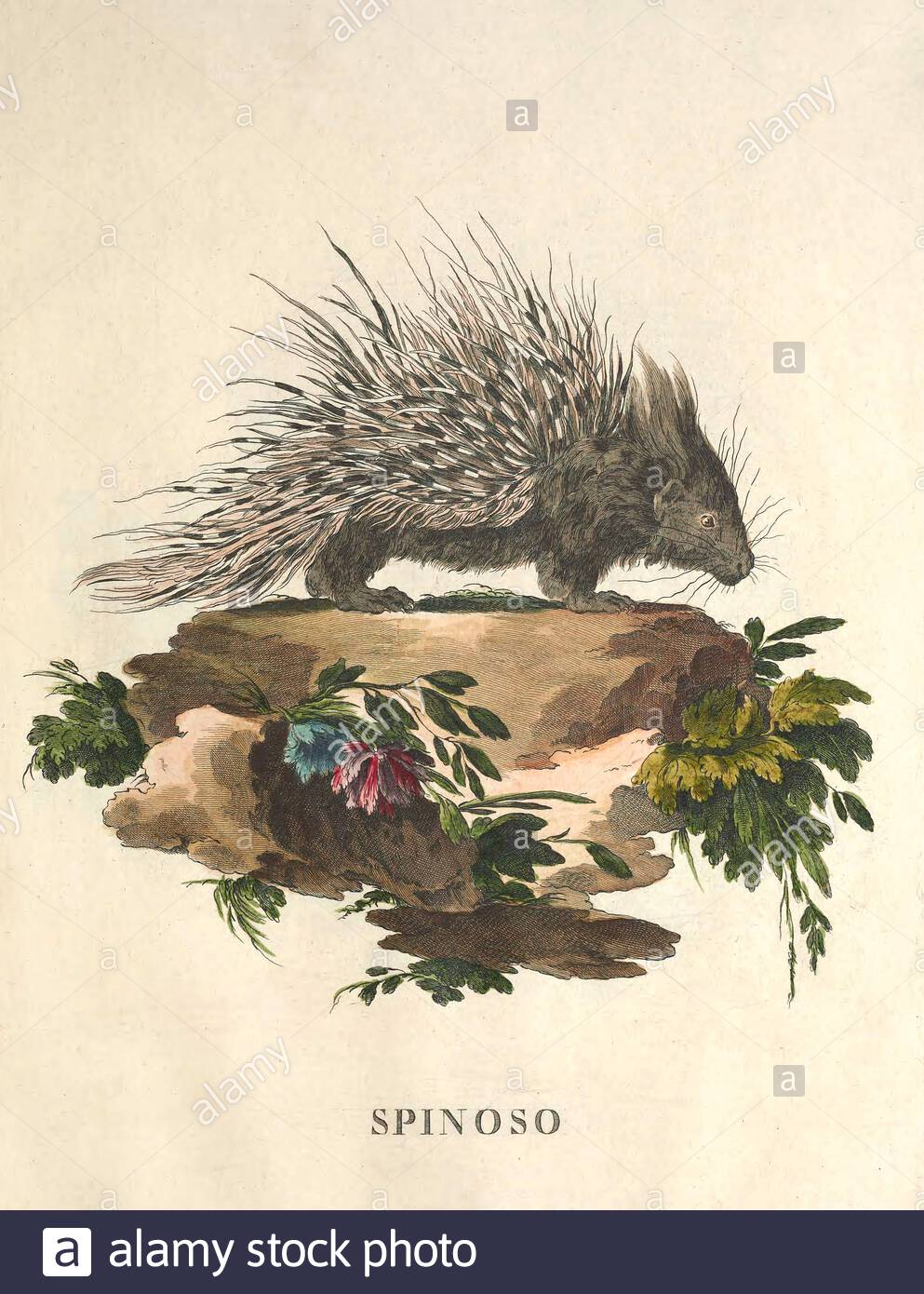Porcupine, vintage colour illustration from 1771 Stock Photo