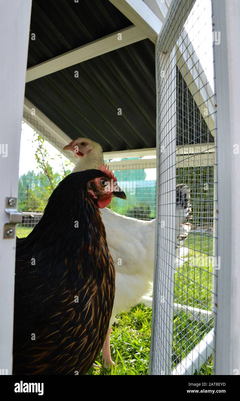 Hen house hires stock photography and images Alamy