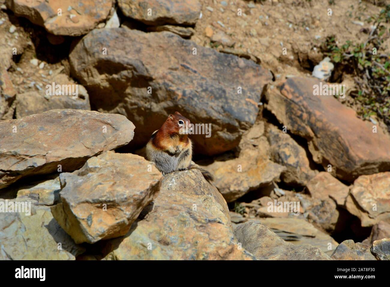 Cute little chipmunk sitting on stone peeks curiously. Beautiful sunny day, rocky mountains. Stock Photo