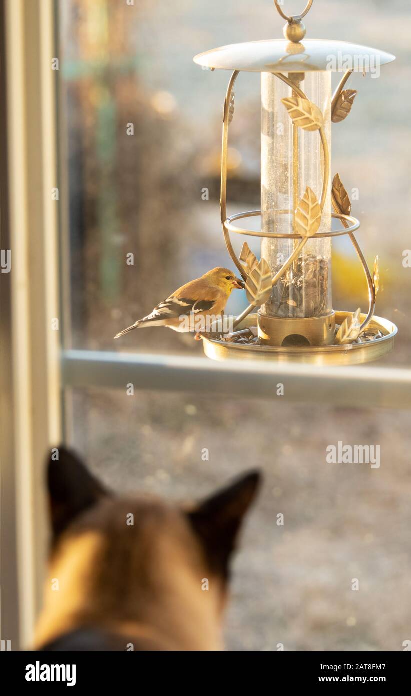 American Goldfinch eating seeds from a feeder in winter morning sun, with a cat watching it through the window; focus on the bird Stock Photo