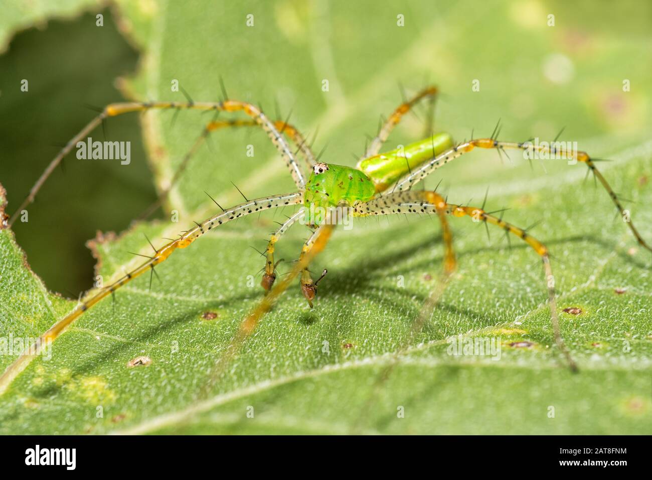 Male Green Lynx spider on a Sunflower leaf Stock Photo