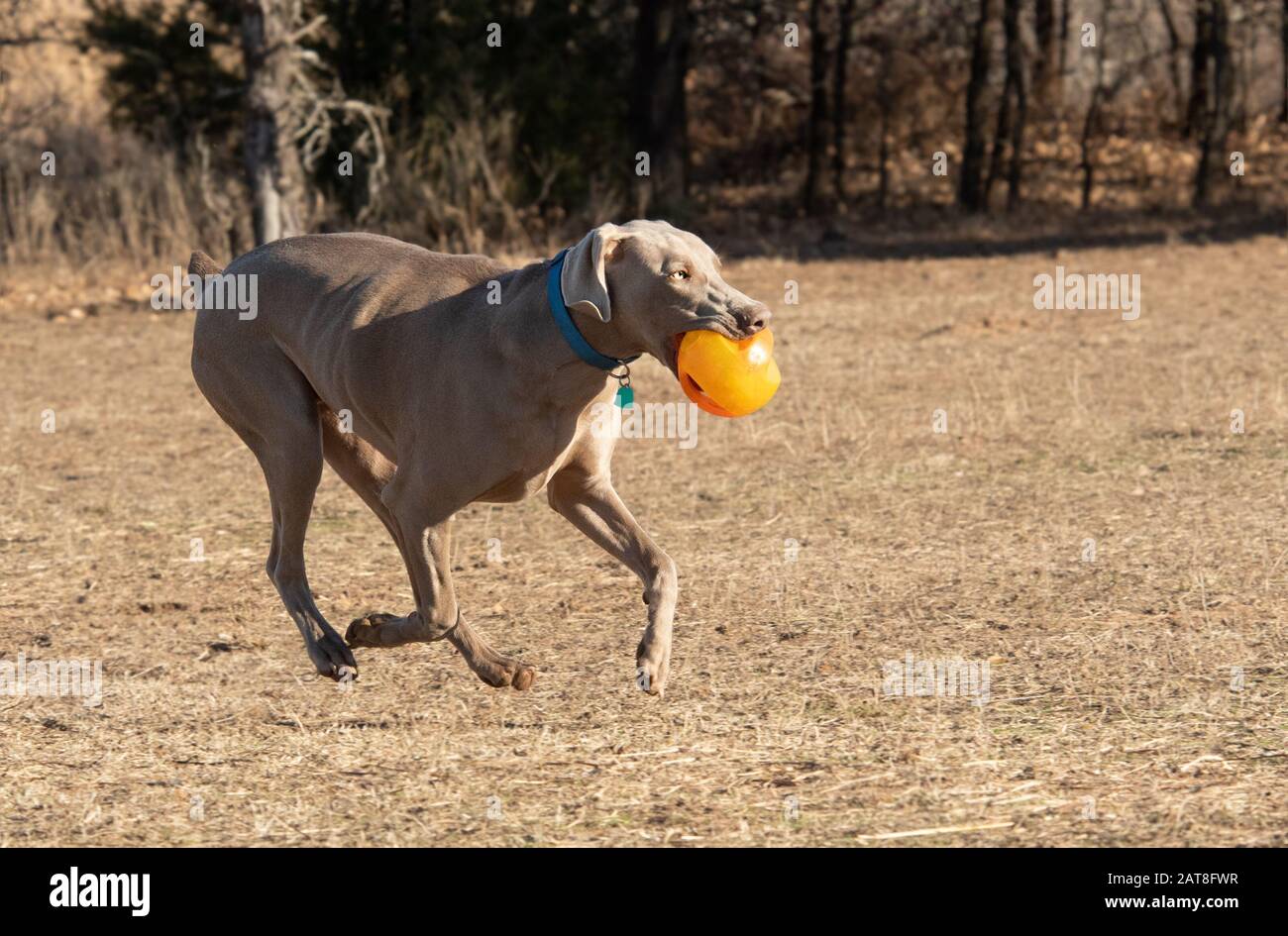 Weimaraner dog running, carrying an orange ball while playing outdoors Stock Photo