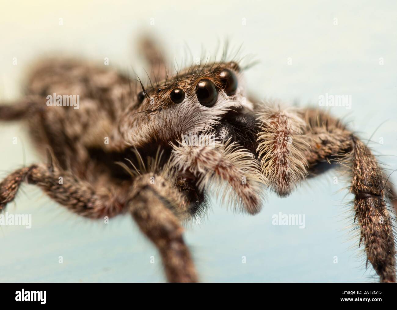 Side view of a fuzzy-faced, adorably cute female Tan Jumping Spider Stock Photo