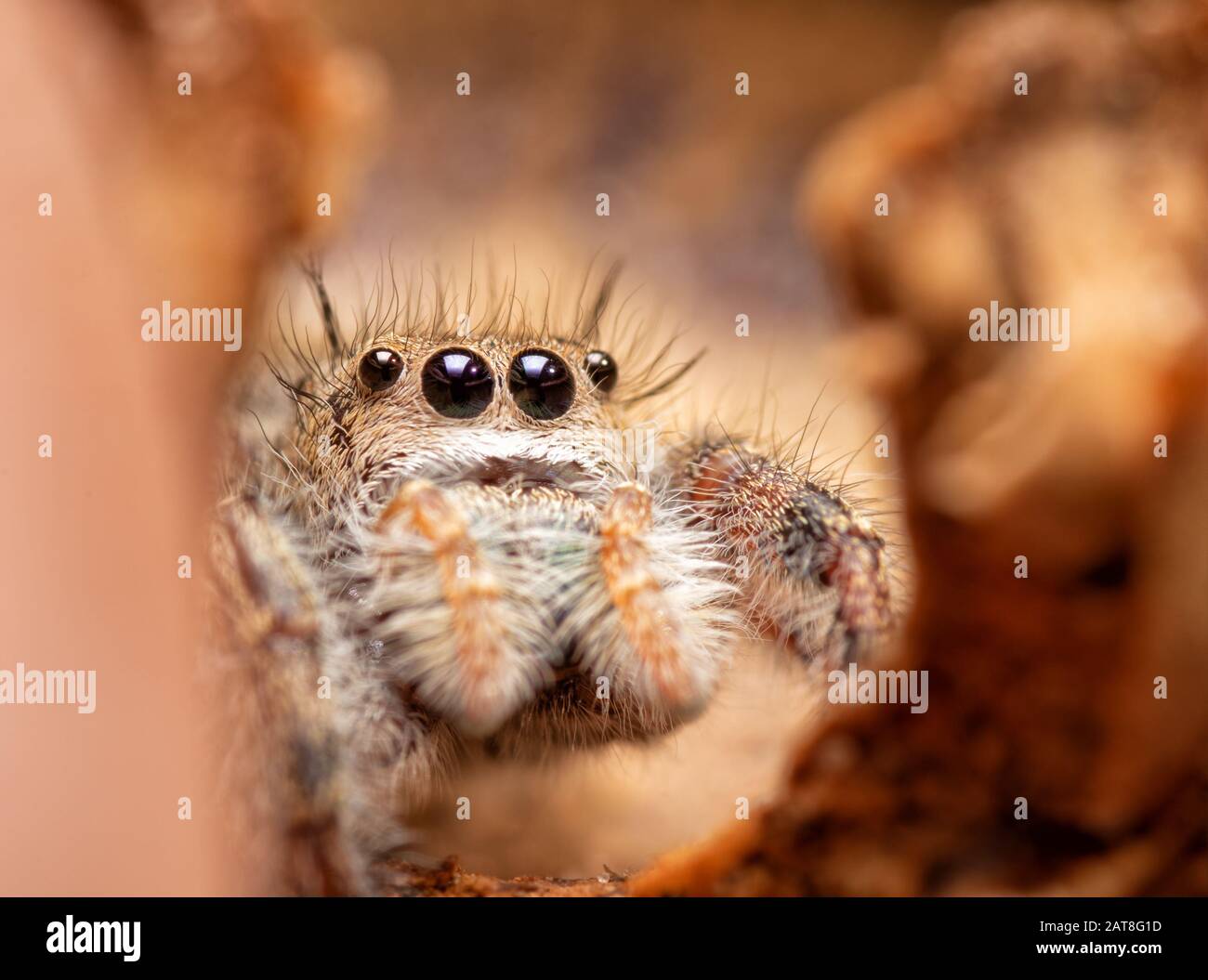 Beautiful little Phidippus princeps jumping spider peeking through a crack in an acorn cap Stock Photo