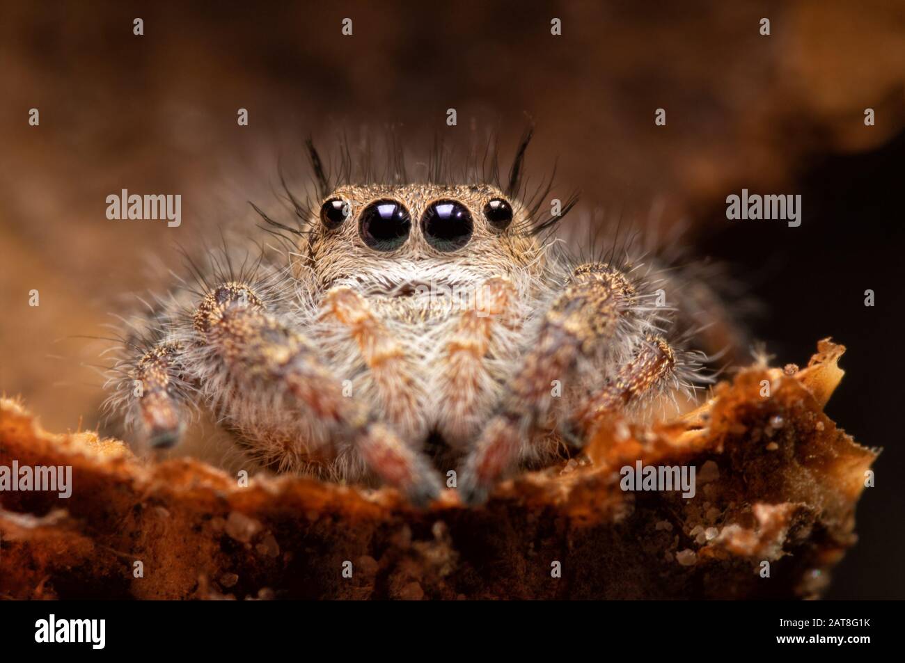 Beautiful Phidippus princeps jumping spider sitting inside an acorn cap Stock Photo
