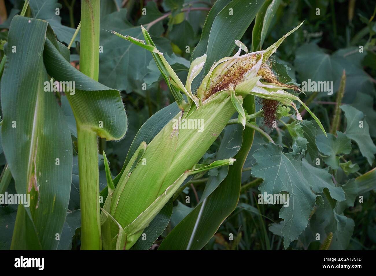 Plant Corn on the Cob Stock Photo