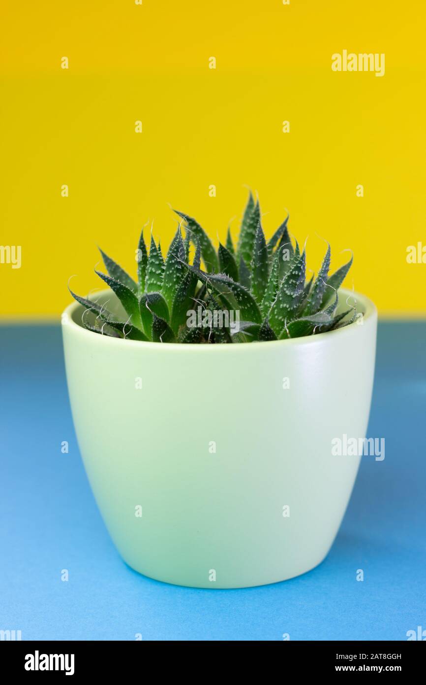 Aloe humilis plant on colorful Background. Colorful Houseplant Concept. Stock Photo