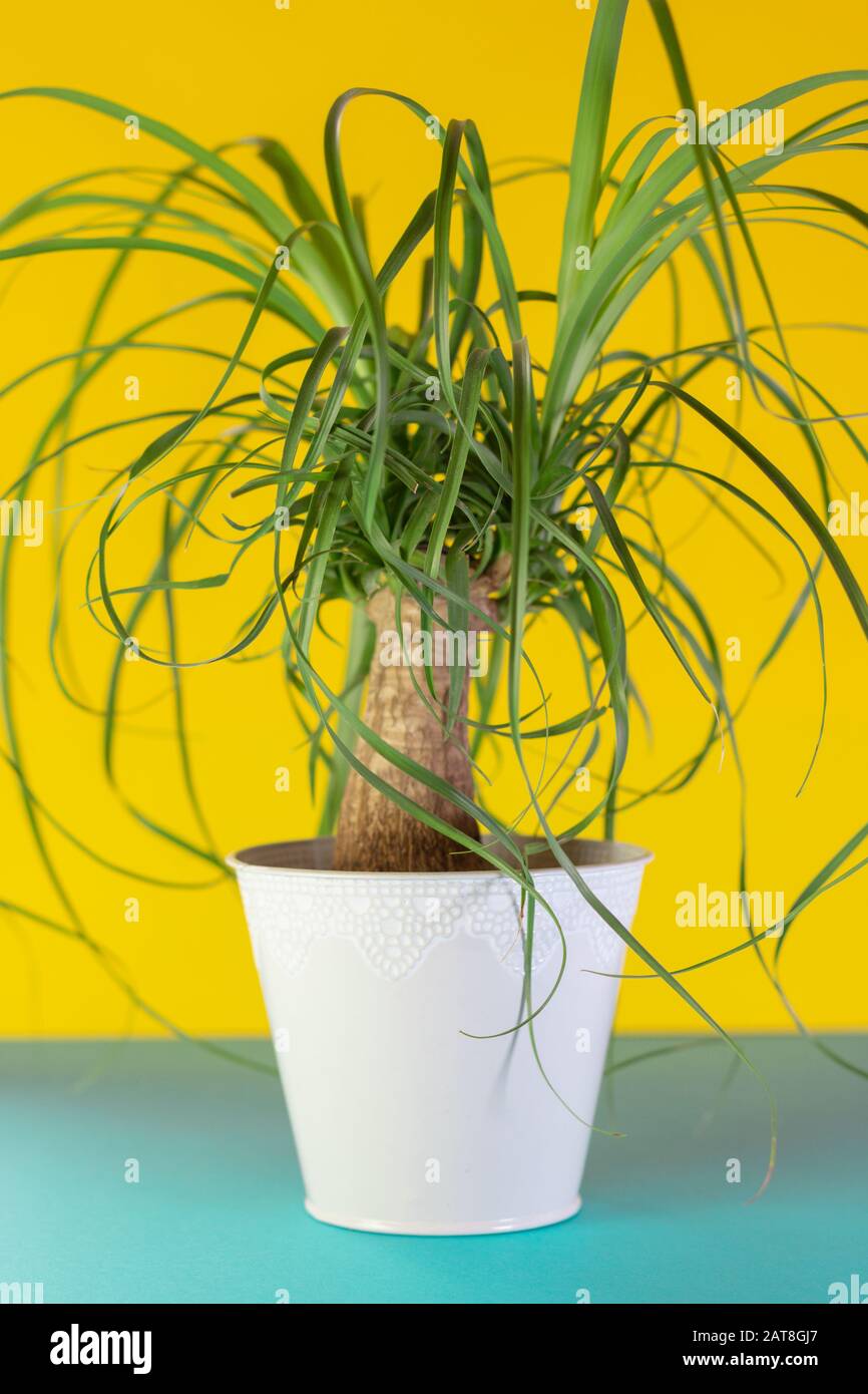 Beucarnea in a Flower pot. Green house plant on yellow and blue Background. Stock Photo