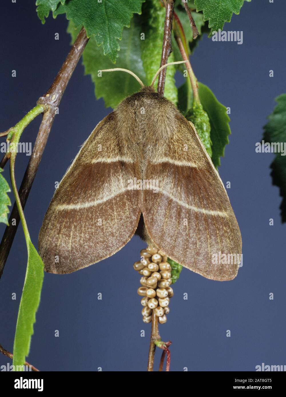 Fox moth (Macrothylacia rubi) female moth with eggs on silver birch (Betula pendula) Stock Photo