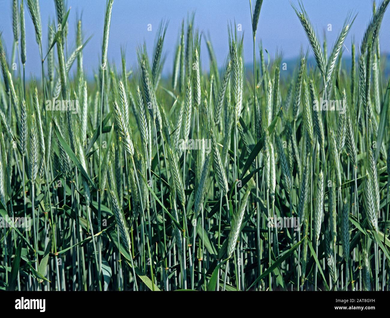 Triticale variety Salvo, a hybrid crop of wheat and rye used for animal feed, healthy crop in leaf and greenon a fine day, Wiltshire, July Stock Photo
