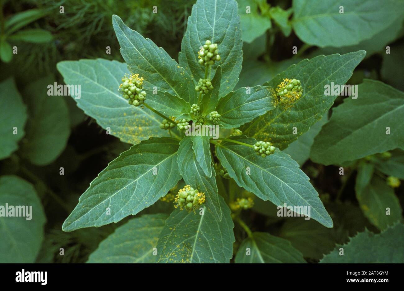 Annual mercury (Mercurialis annua) flowering weed and leaves, Stock Photo