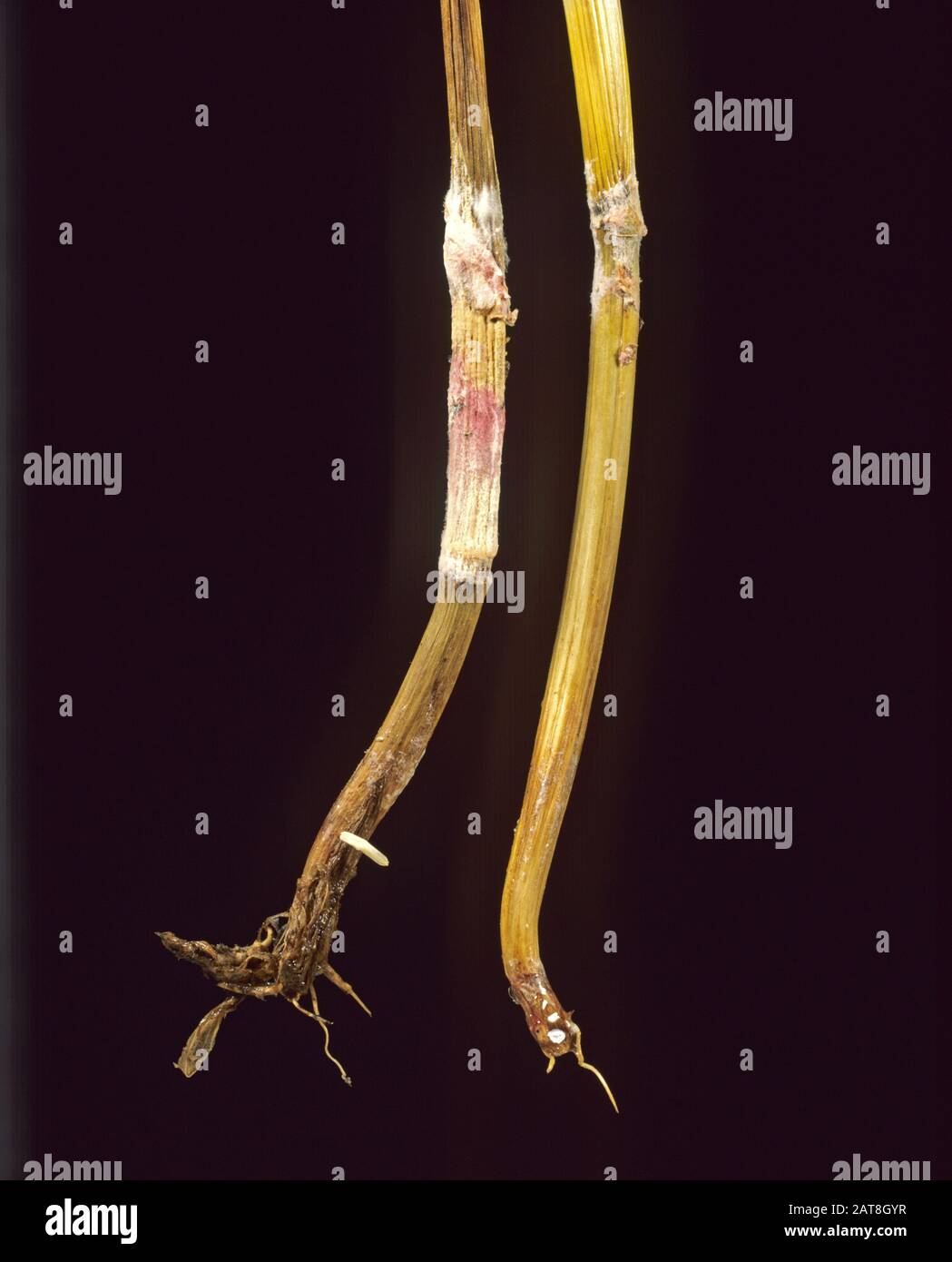 Fusarium foot rot (Fusarium) with pink mycelium and damage to barley stem base in a crop in ear Stock Photo