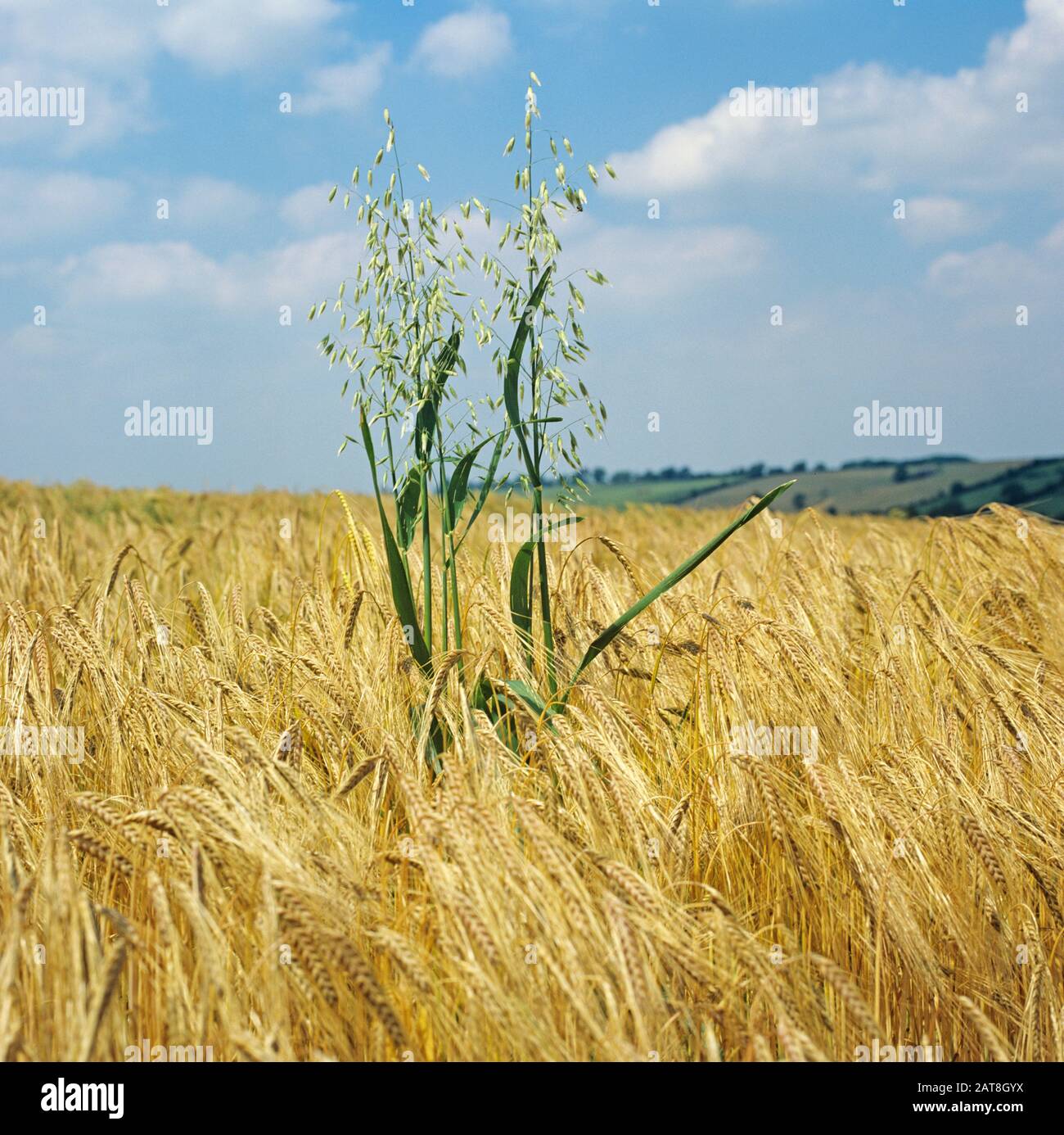 Wild oats (Avena fatua) flowering grasses with green leaves and panicles in ripe golden barley crop Stock Photo