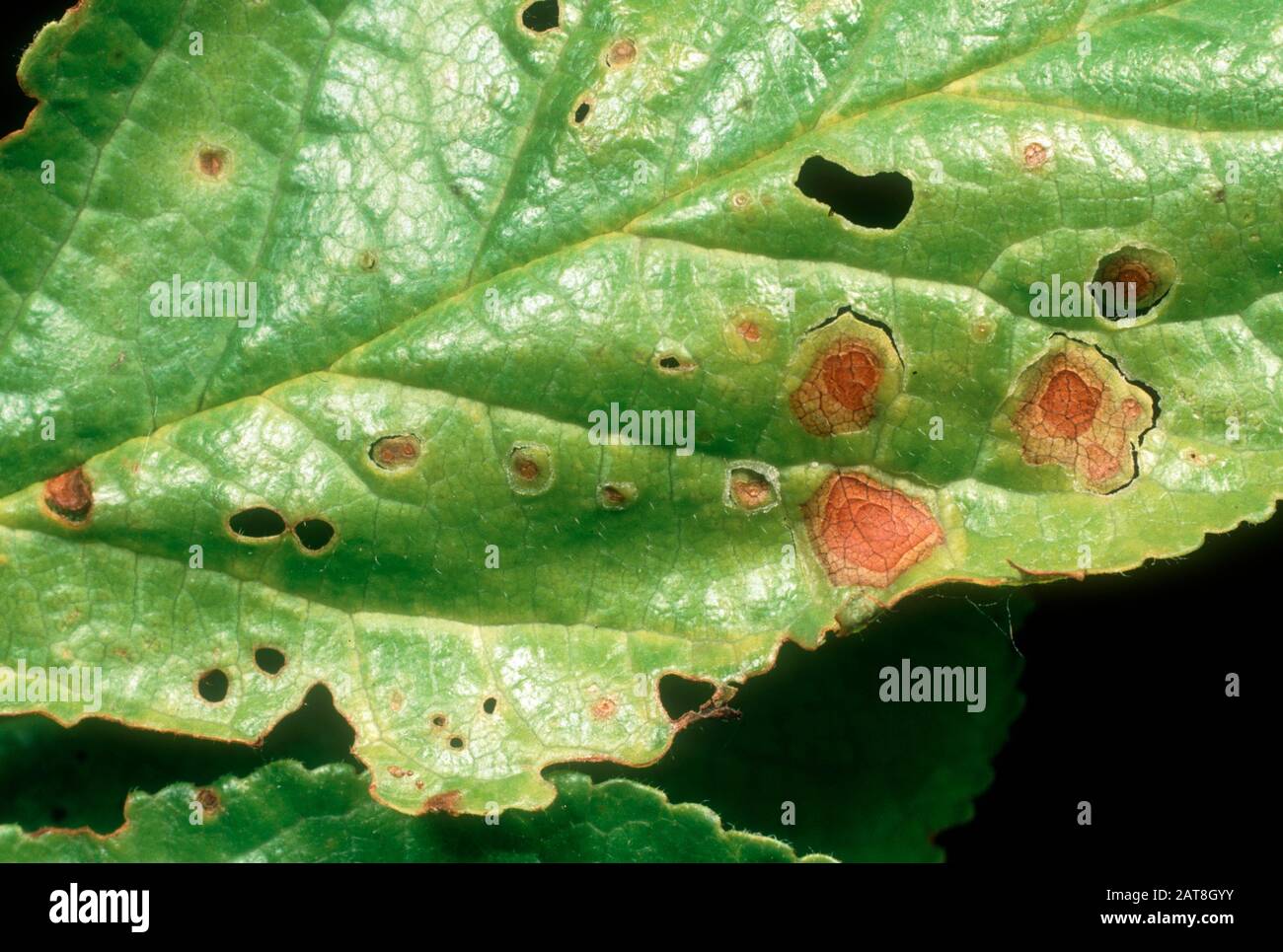 Shot hole (Pseudomonas syringae morsprunorum) a bacterial disease causing lesions and 'shot-hole' effect in a plum leaf Stock Photo