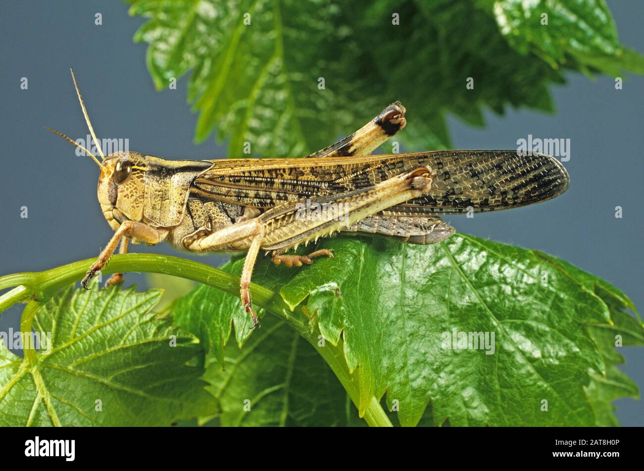 An adult winged migratory locust (Locusta migratoria