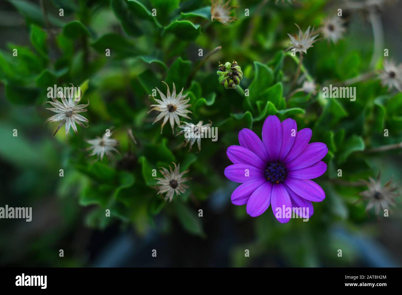 Beautiful violet flower Stock Photo Alamy