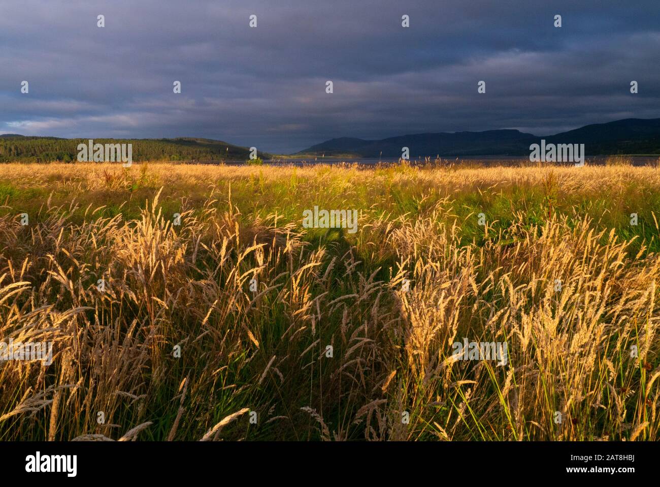 Landscape of a field at the end of the Dornoch Firth in the Scottish HIghlands of Sutherland Scotland UK Stock Photo