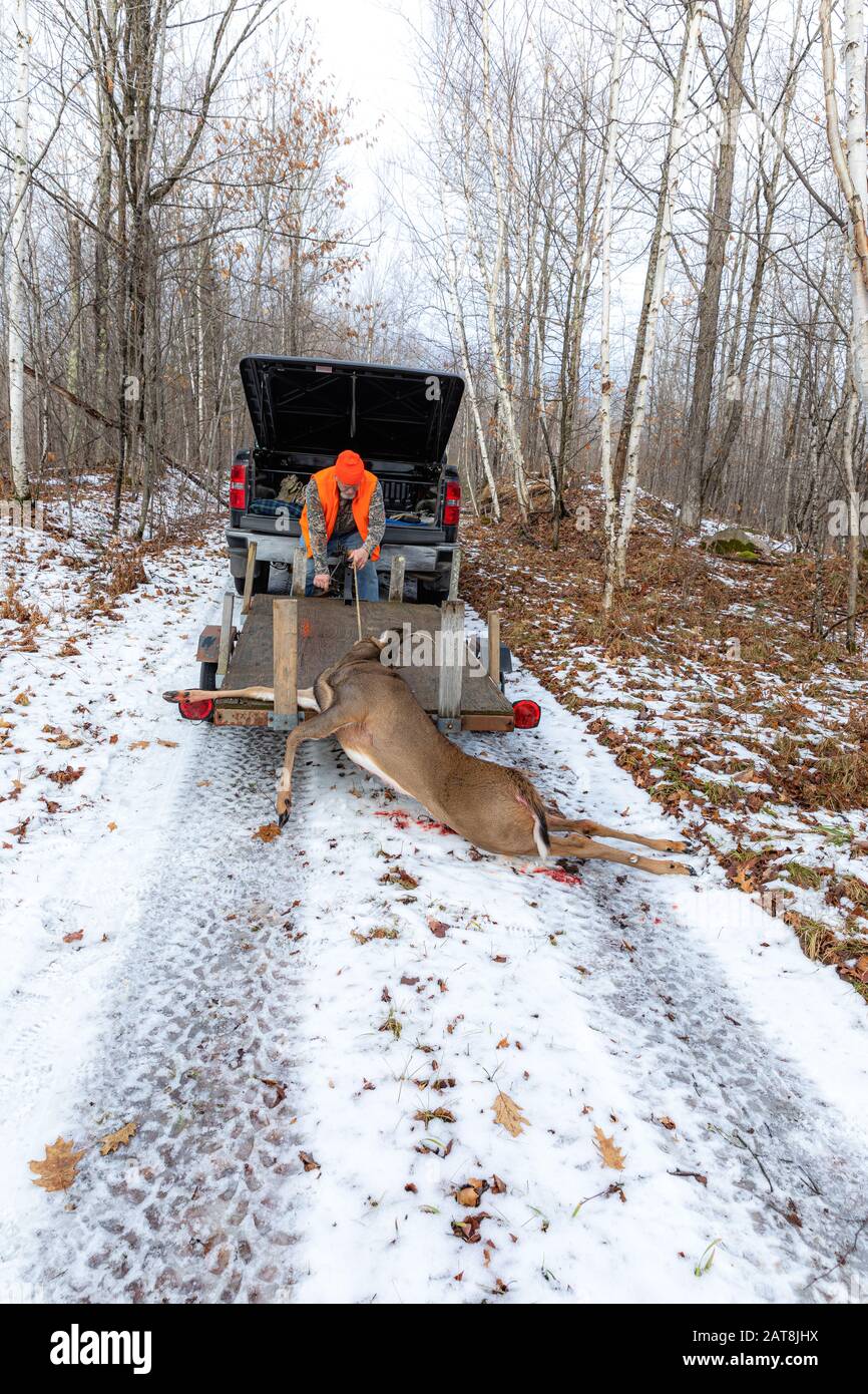 Wisconsin deer hunter using a winch to load a white-tailed buck onto a trailer. Stock Photo