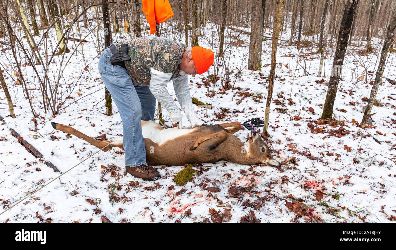 Hunter field dressing a deer hires stock photography and images Alamy