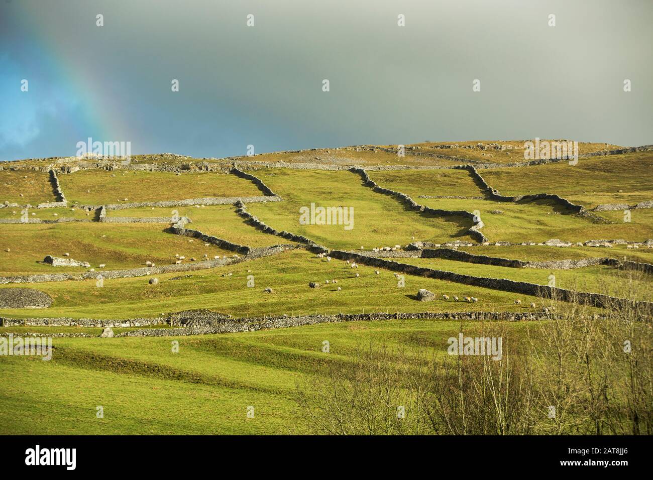 Dry stone walls near Malham, Yorkshire Dales National Park, Yorkshire, England Stock Photo