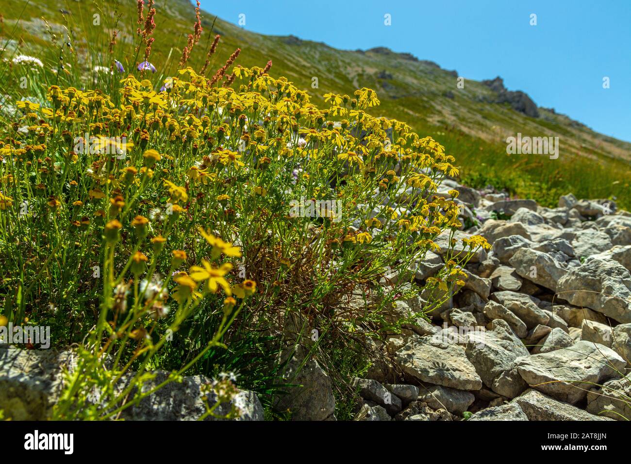 Senecio doronicum, Majella National Park Stock Photo