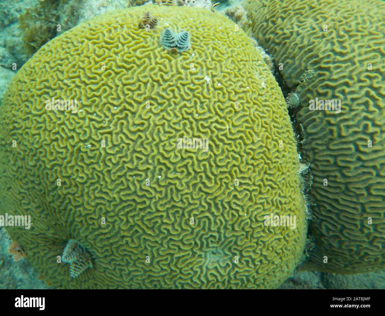 Coral growing on yellow brain coral Stock Photo