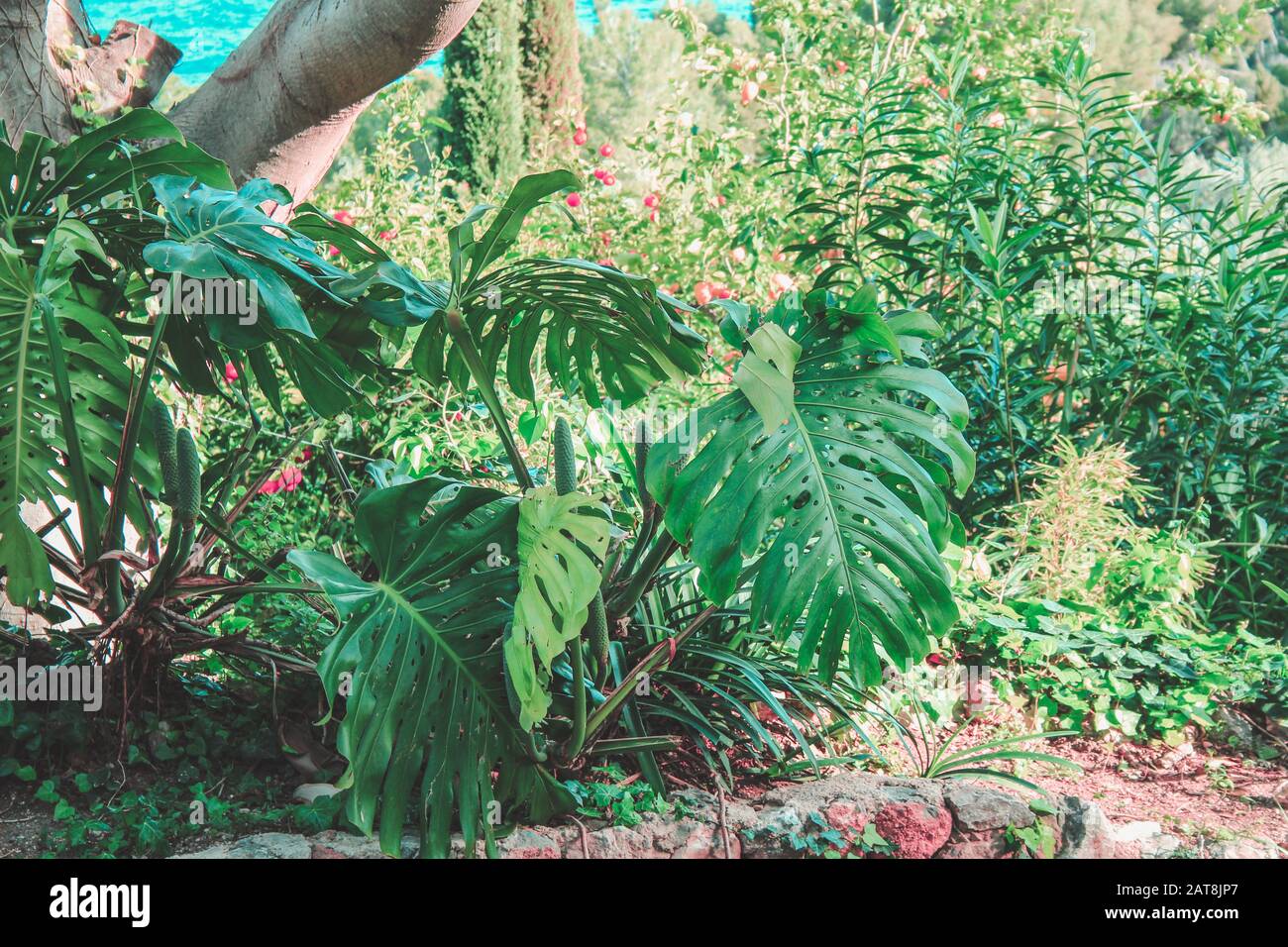 lemon verbena plants Aloysia citrodora (Lemon Verbena): Plants available to buy. – Jekka's main image 1