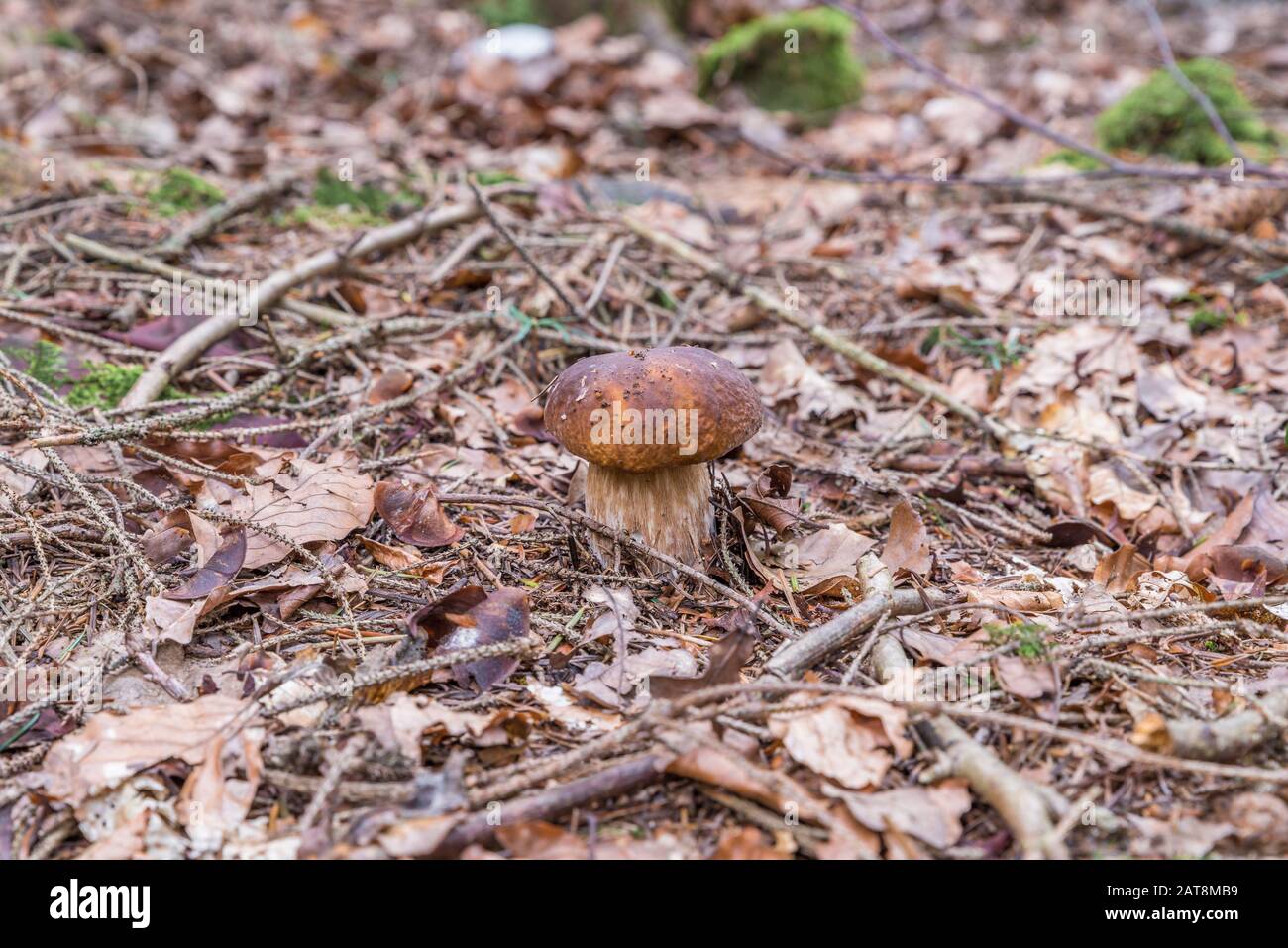 Porcini mushrooms in the Bavarian Forest, Germany Stock Photo Alamy