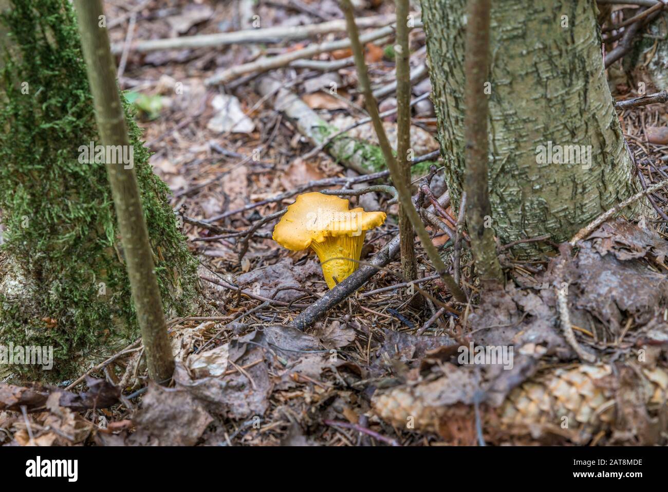 Yellow chanterelle (Cantharellus cibarius) Mushroom stands in the forest between two trees