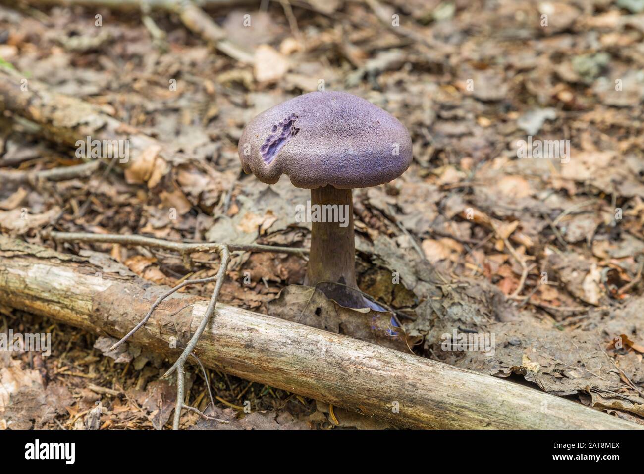 Violet veil mushroom (cortinarius violaceus) in a forest grows from leaves, Germany Stock Photo