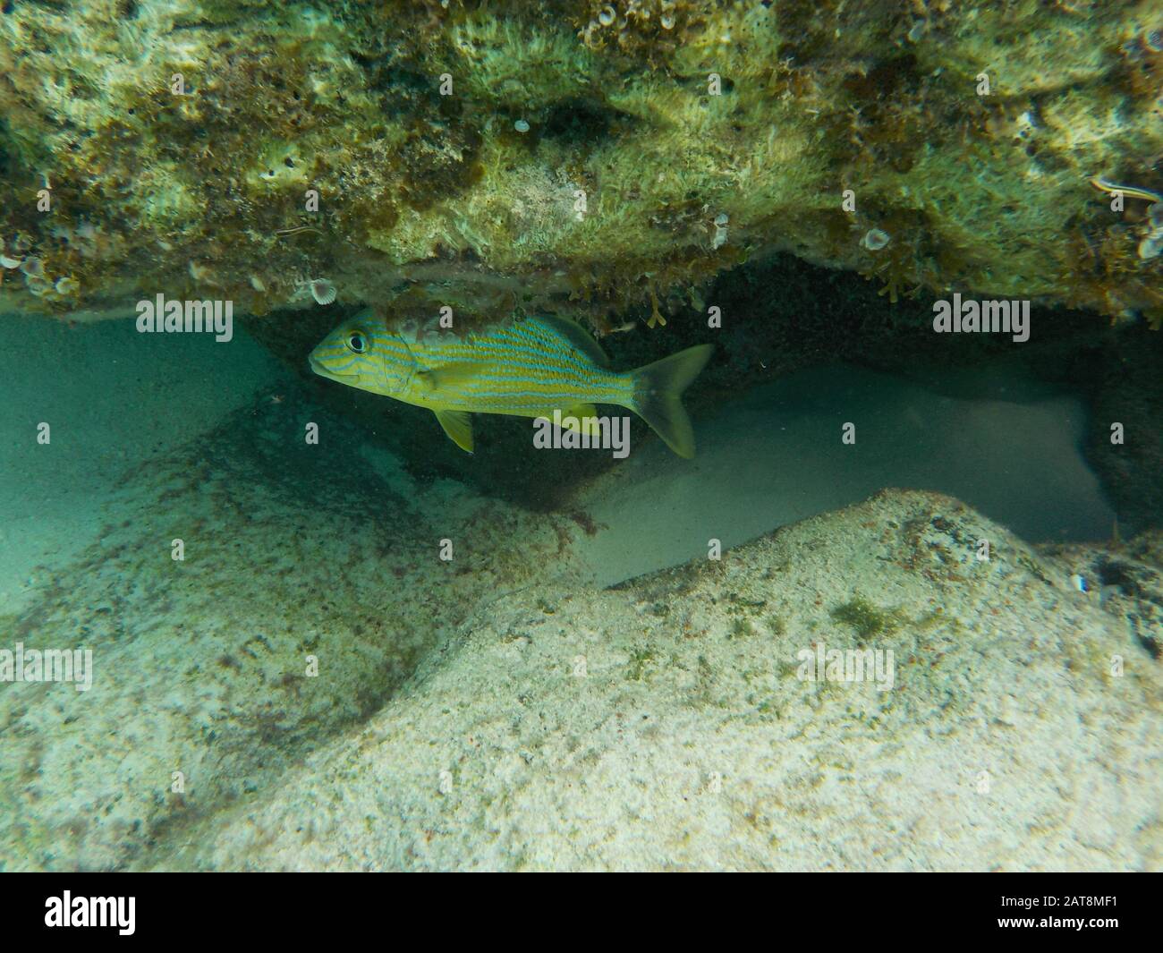 Tropical fish hiding beneath rock Stock Photo Alamy