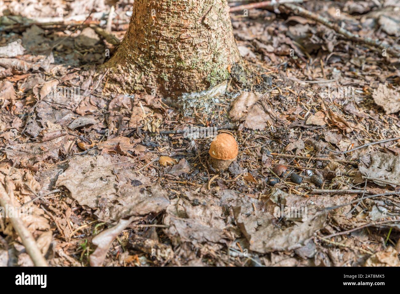 Porcini mushrooms in the Bavarian Forest, Germany Stock Photo Alamy