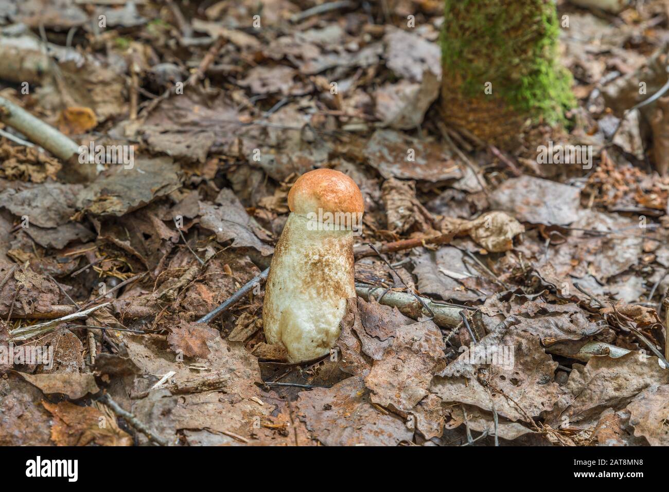 Porcini mushrooms in the Bavarian Forest, Germany Stock Photo Alamy