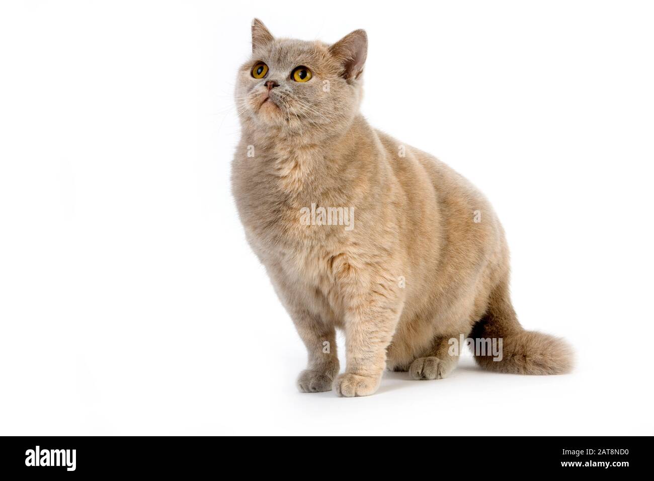 Lilac Cream British Shorthair Domestic Cat Female Against White