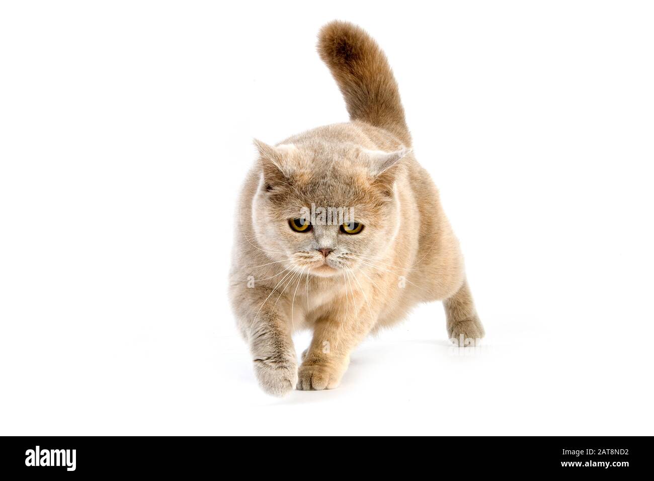 Lilac Cream British Shorthair Female Stock Photos Lilac Cream