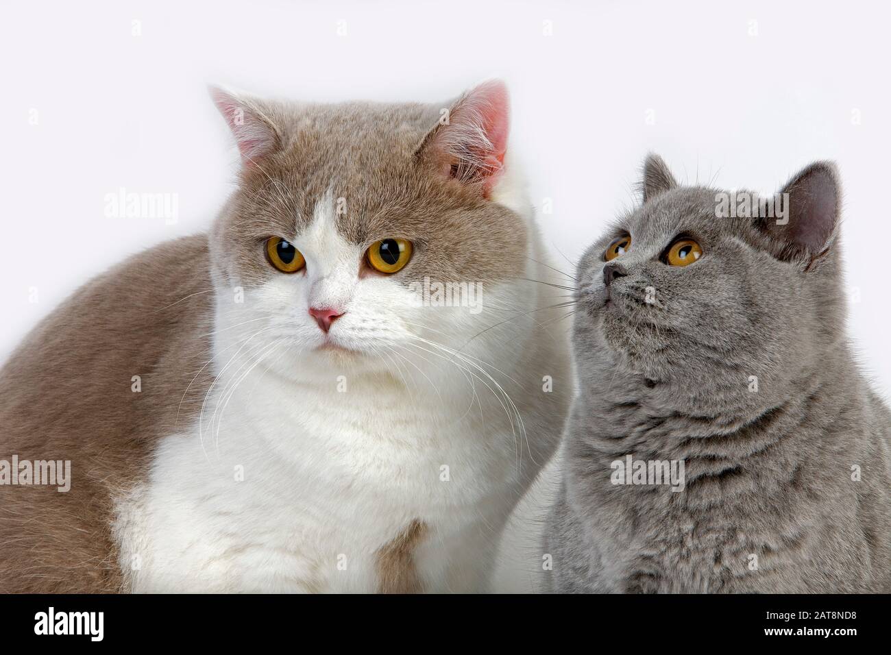 Lilac and White British Shorthair Domestic Male with Blue British Shorthair  Cat against White Background Stock Photo - Alamy