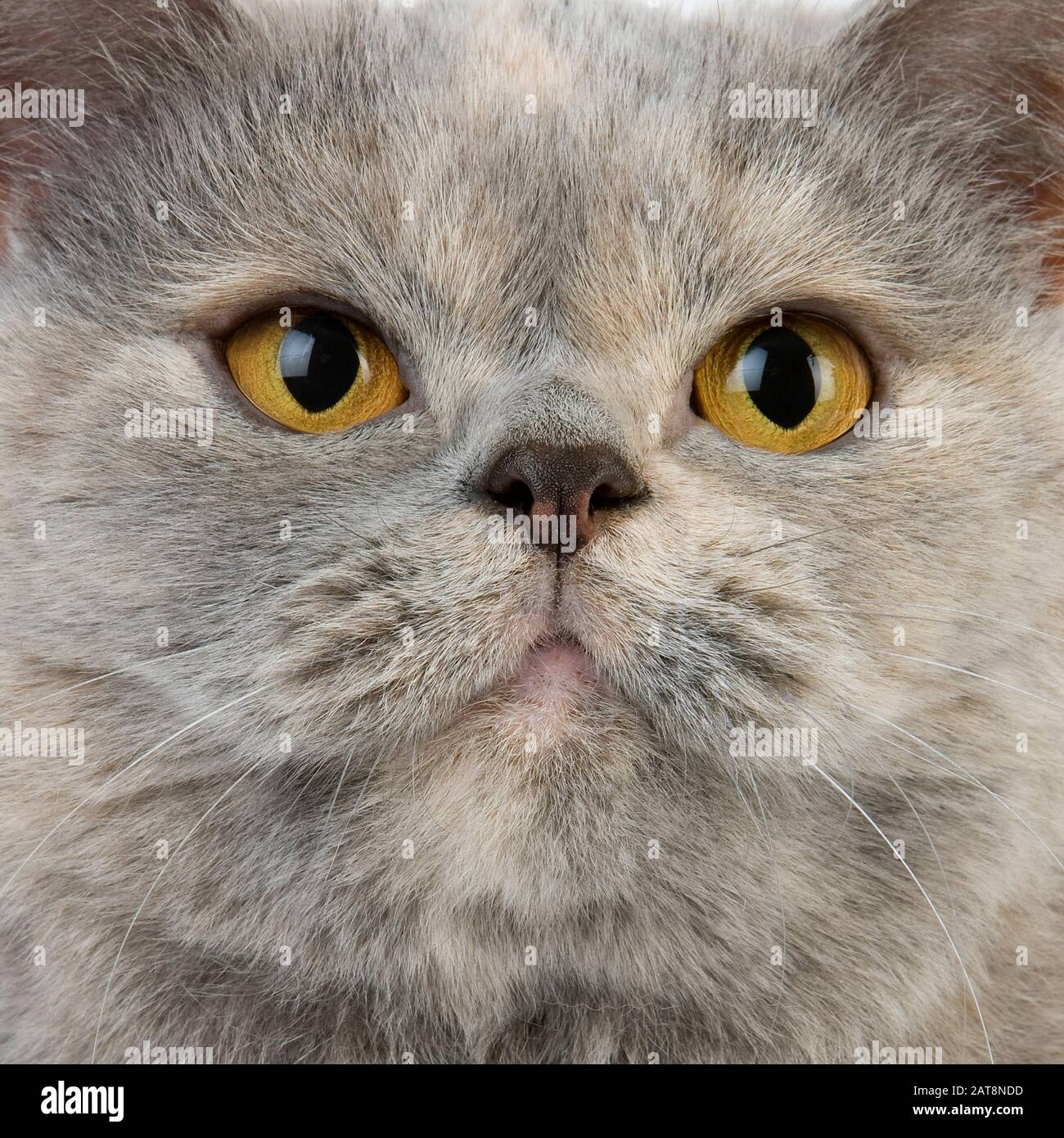 Blue Cream British Shorthair Domestic Cat Portrait Of Female