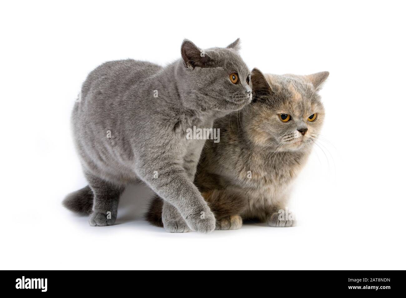 Blue Cream British Shorthair Domestic Female With Blue British