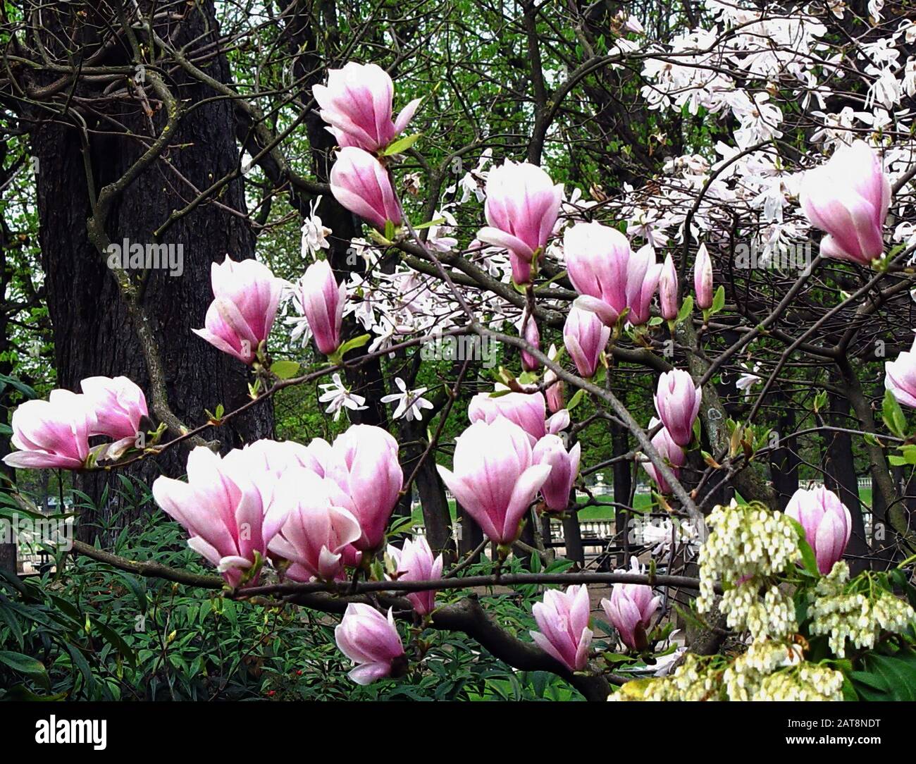 Spring floral background. Bloomy magnolia tree with big pink flowers ...
