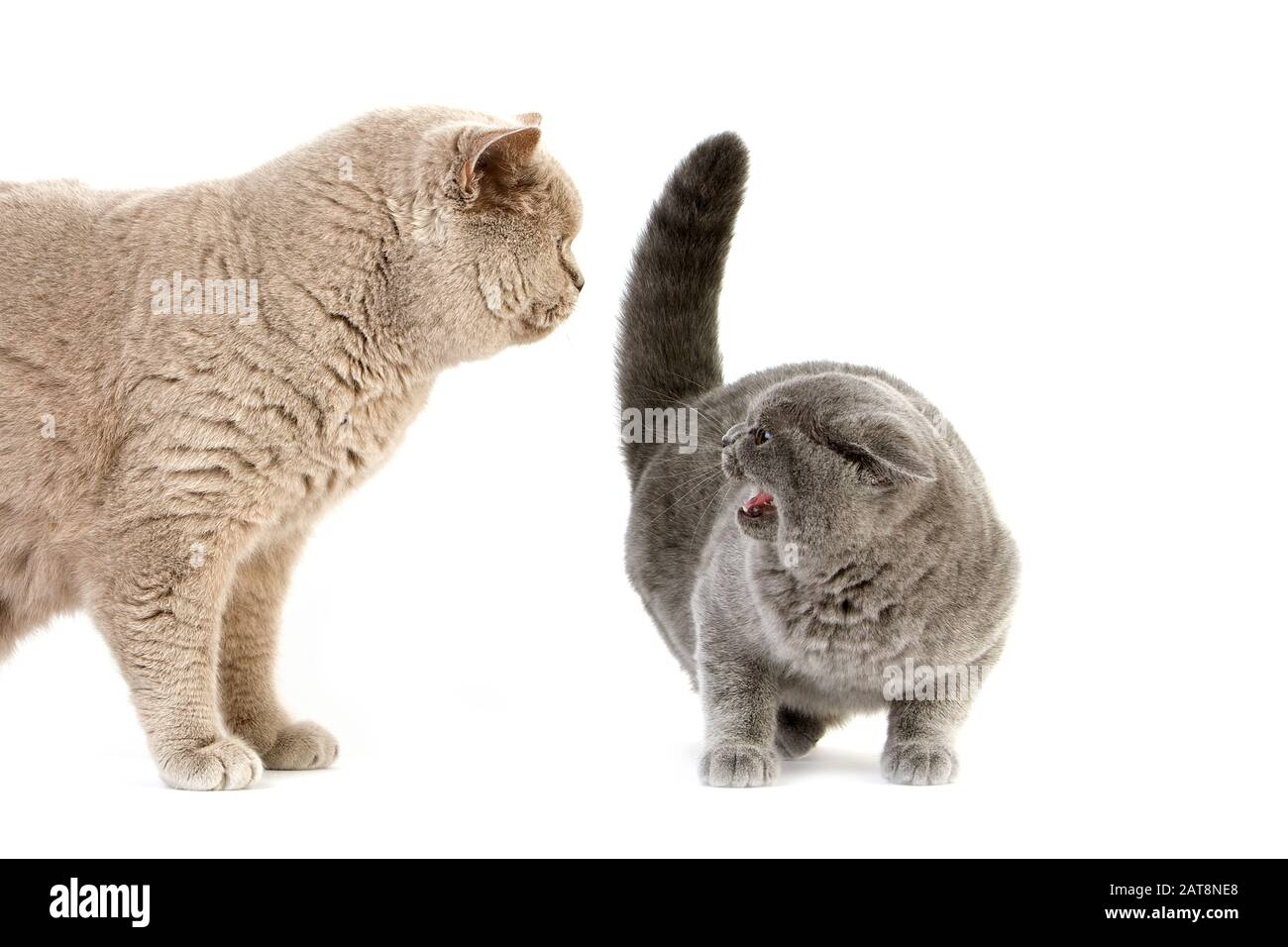 Lilac British Shorthair Domestic Male with Blue British Shorthair