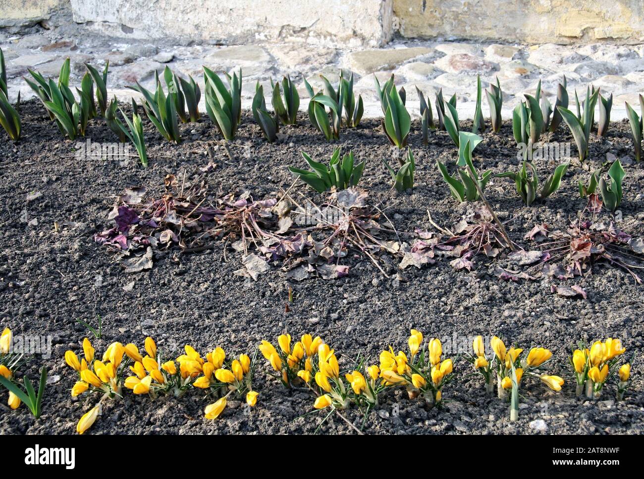 The First Days Of Spring The Awakening Of Nature After Winter The Earliest Spring Flowers Are Crocuses That Bloom In The Garden After Snow Melts Stock Photo Alamy