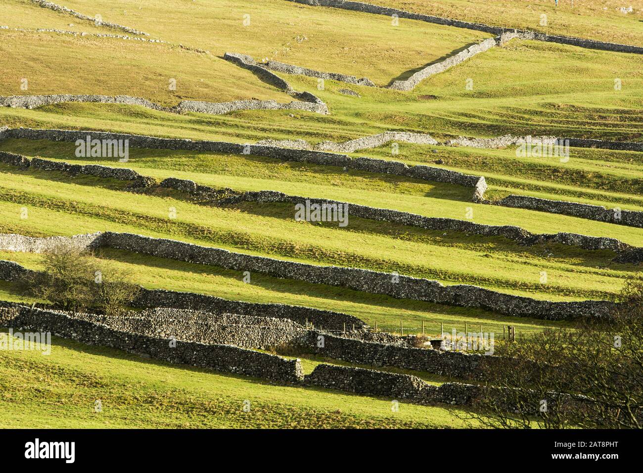 Dry stone walls near Malham, Yorkshire Dales National Park, Yorkshire, England Stock Photo