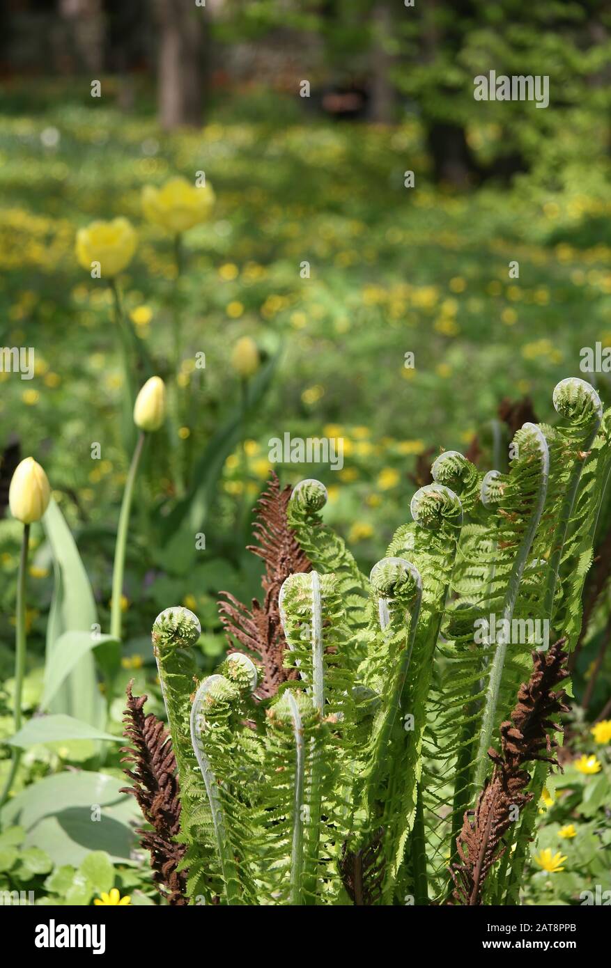 Bright green leaves ferns hi-res stock photography and images - Alamy