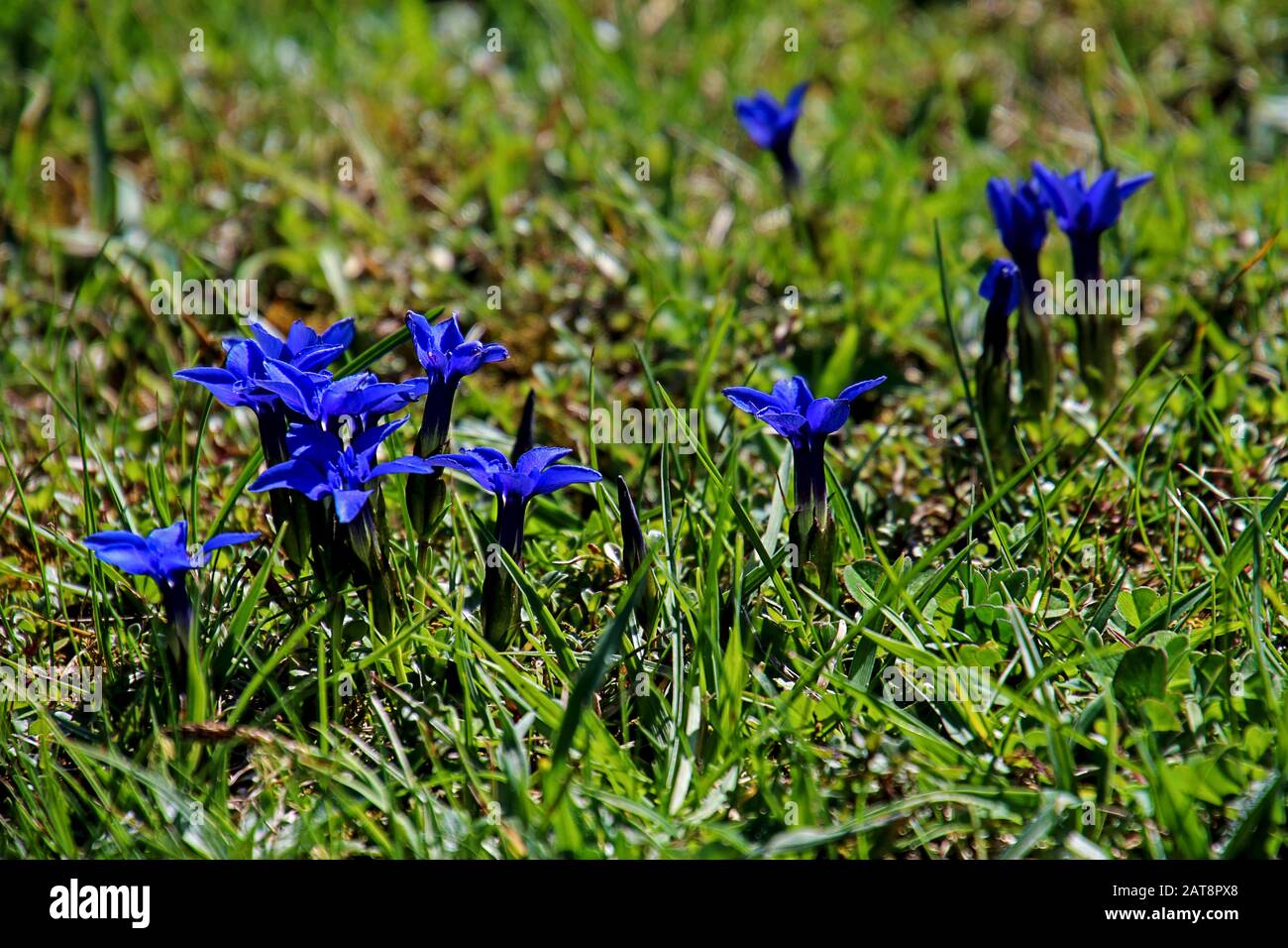 small group of deep blue spring gentians,  one of the smallest of the   gentian species Stock Photo
