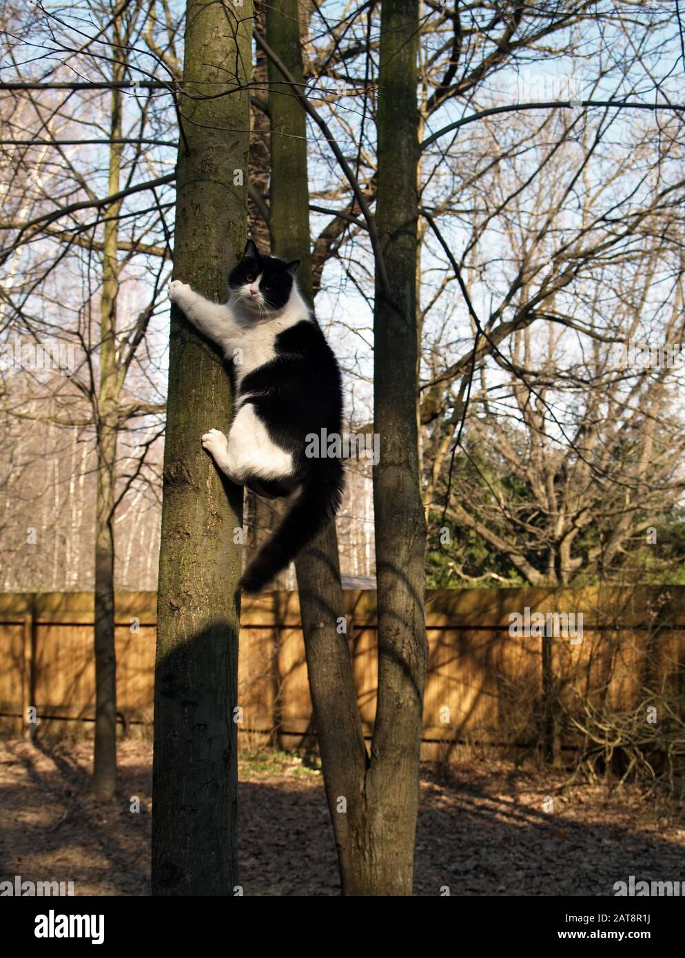 Cat tree funny online